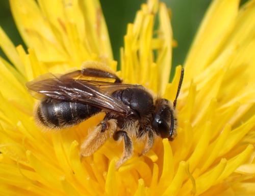 Andrena sp.